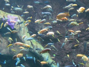 The Georgia Aquarium has over 500 Species of fish inhabiting the various tanks throughout the entire building.