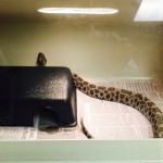 Massasauga Rattlesnake SFD Treatment