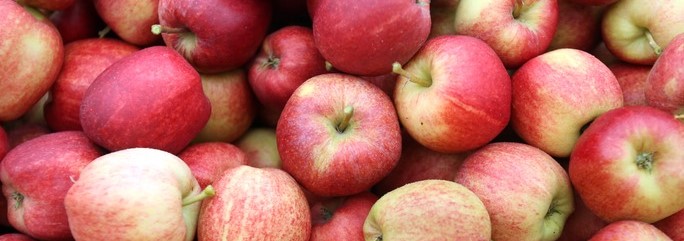 http://www.bustle.com/articles/39482-where-to-go-apple-picking-in-america-the-10-best-places-to-enjoy-the-fruit-of