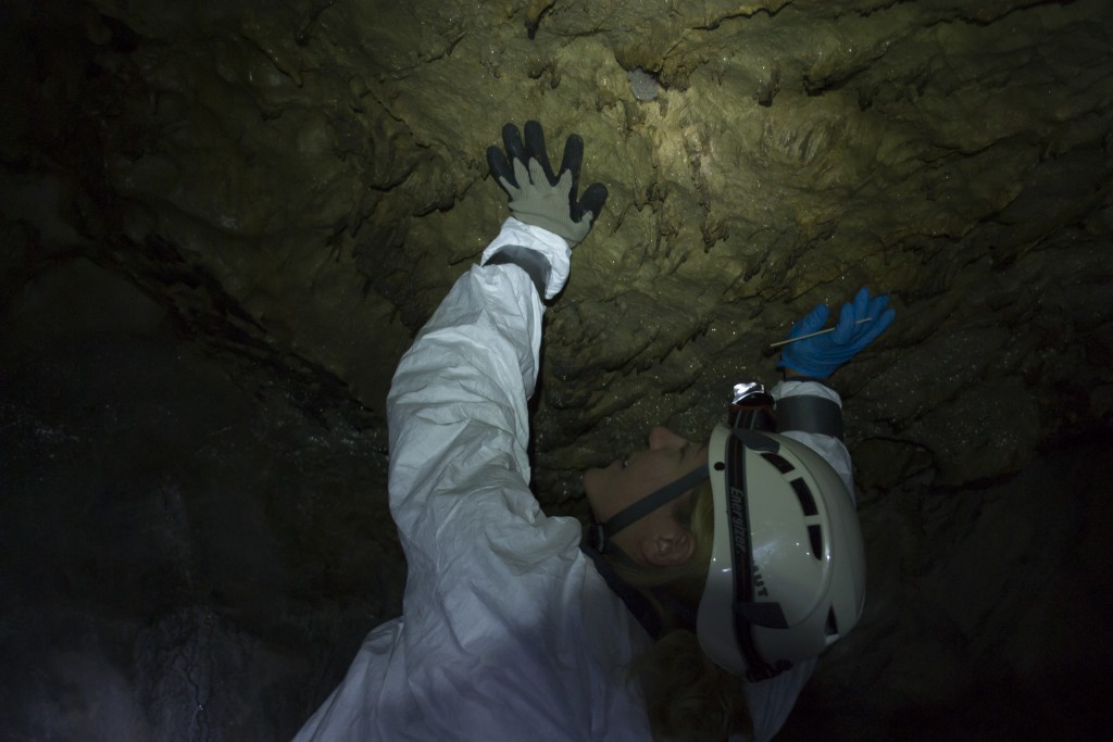 White River Cave near Rockmart Georgia perimyotis myotis bats spelunking caving underground Kyle Gabriel Jackie Jeffery