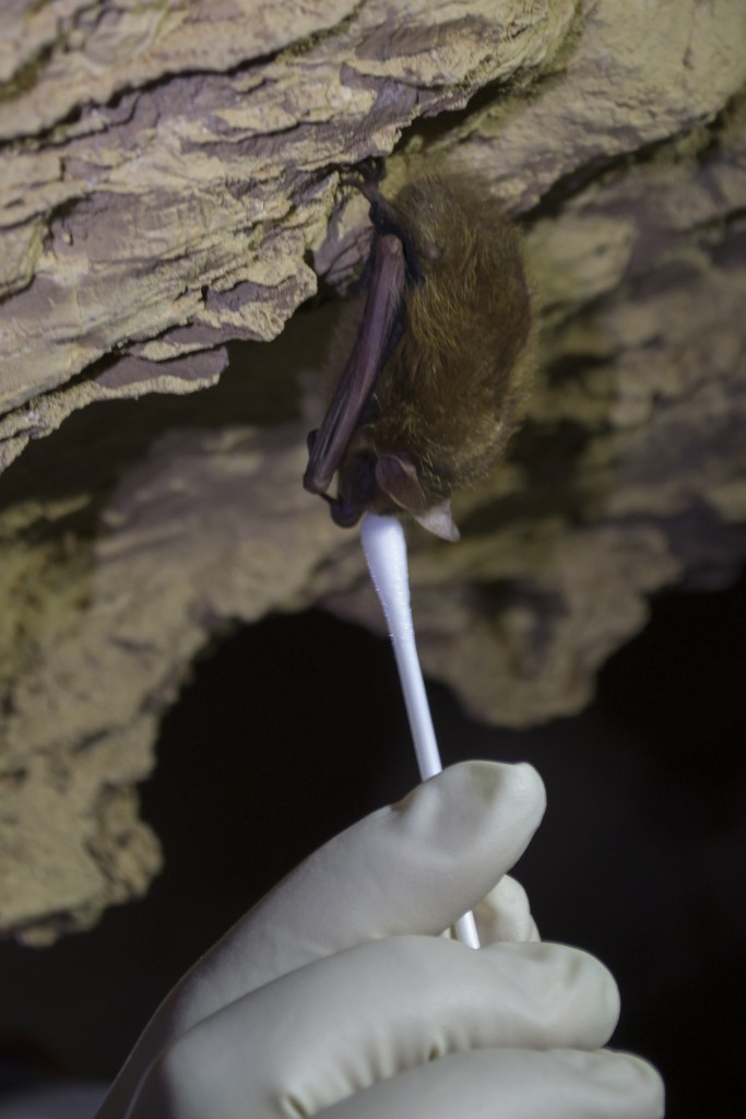 White River Cave near Rockmart Georgia perimyotis myotis bats spelunking caving underground Kyle Gabriel