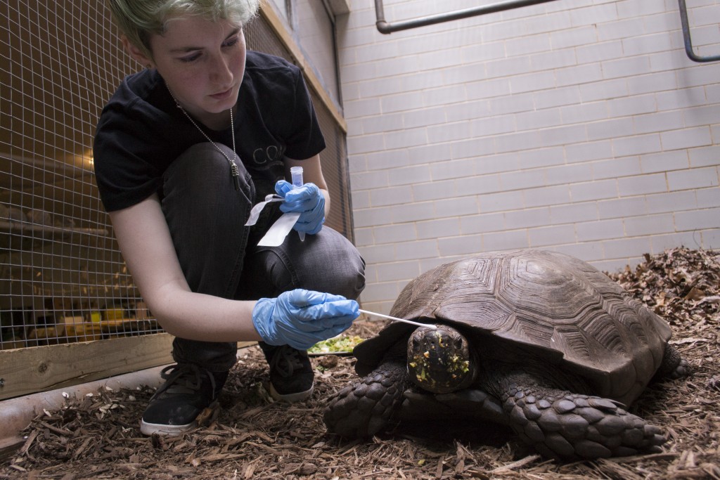 Cami Rose swabbing a Burmese mountain tortoise, Photo by Kyle Gabriel