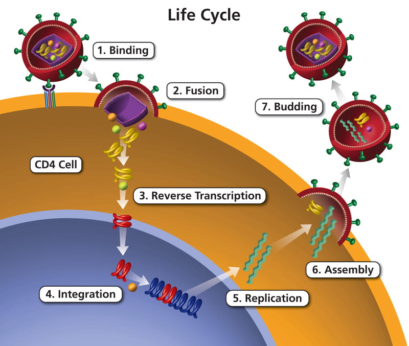 Life Cycle of HIV – Finding a Cure for HIV/AIDS