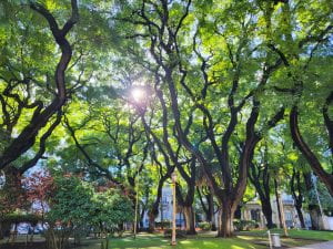 A park full of green tipa trees with the sun shining through, making them look like sprawling brown paths cutting through their own lanes of 2D forests.