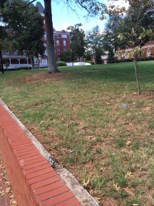 The open area of grass on the campus