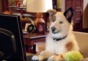 A dog sits at a computer with his paws on the keyboard