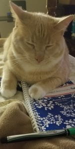 Large Orange & White cat laying on top of a GSU academic planner with eyes closed in deep though. 