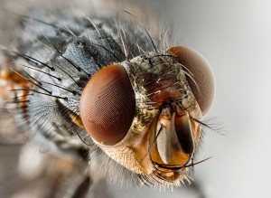 Picture of a Horse Fly (Wikepedia)