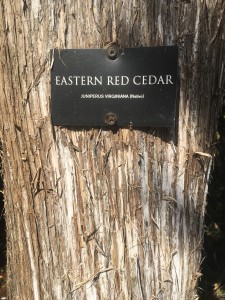 Tree tag that identifies the species of tree, on many at Oakland Cemetery