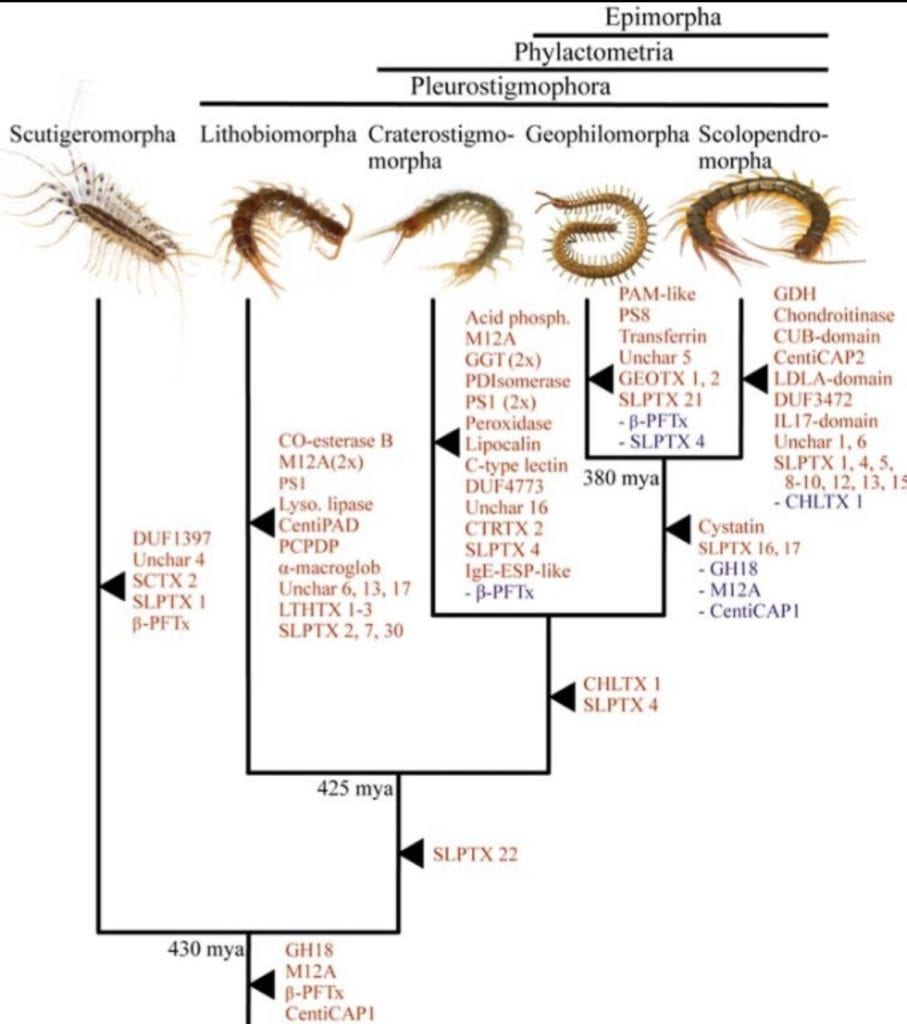 https://www.nhm.ac.uk/discover/news/2019/september/centipedes-evolved-complex-venom-five-times.html