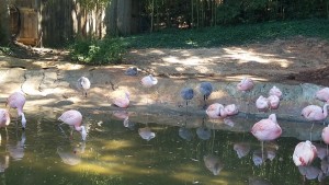 Flamingos, the gray fuzzy ones are the babies. 