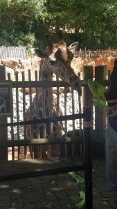 Feeding the baby giraffe. 