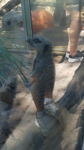 A meercat standing on a log.