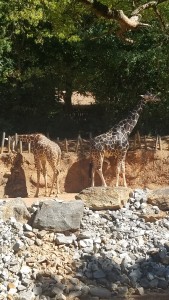 The giraffe on the right is the oldest at Zoo Atlanta. Also, my favorite animal.